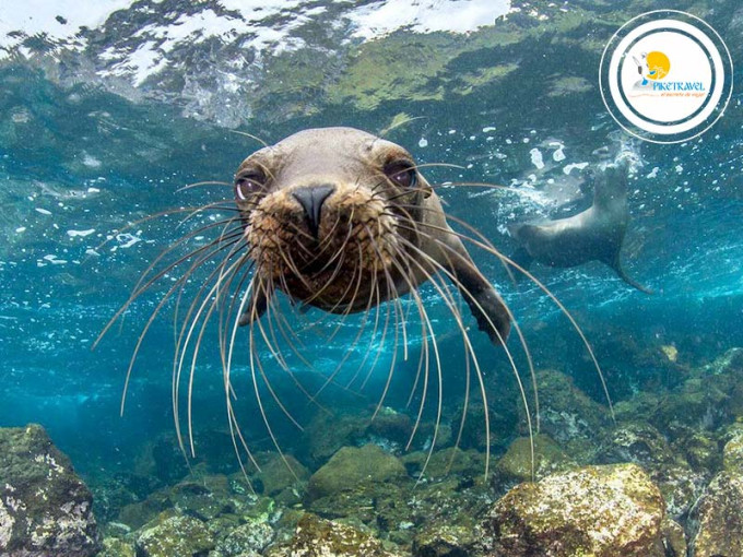 Tour Feriado en Galápagos 