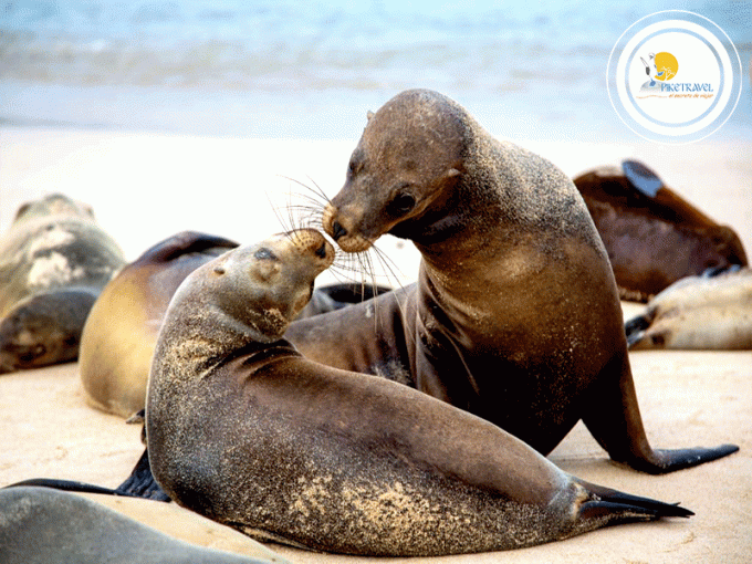 Tour a Galápagos 4 días desde Quito