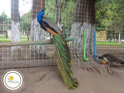 Tour granja para niños Quito
