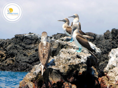 Tour a Gal&aacute;pagos Precios Econ&oacute;micos